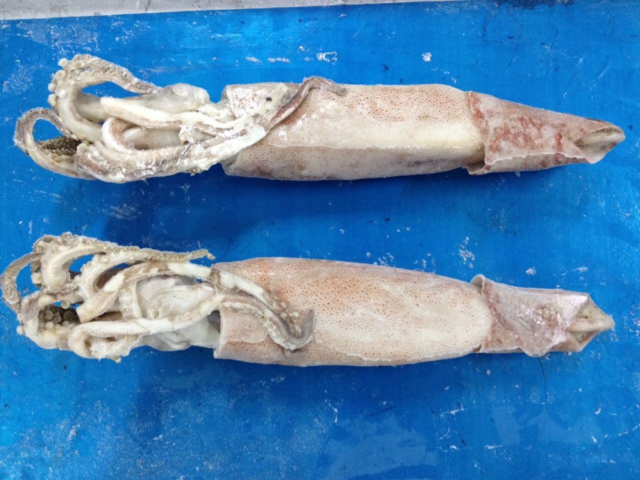 frozen squid China _ _ Frozen squid whole round
